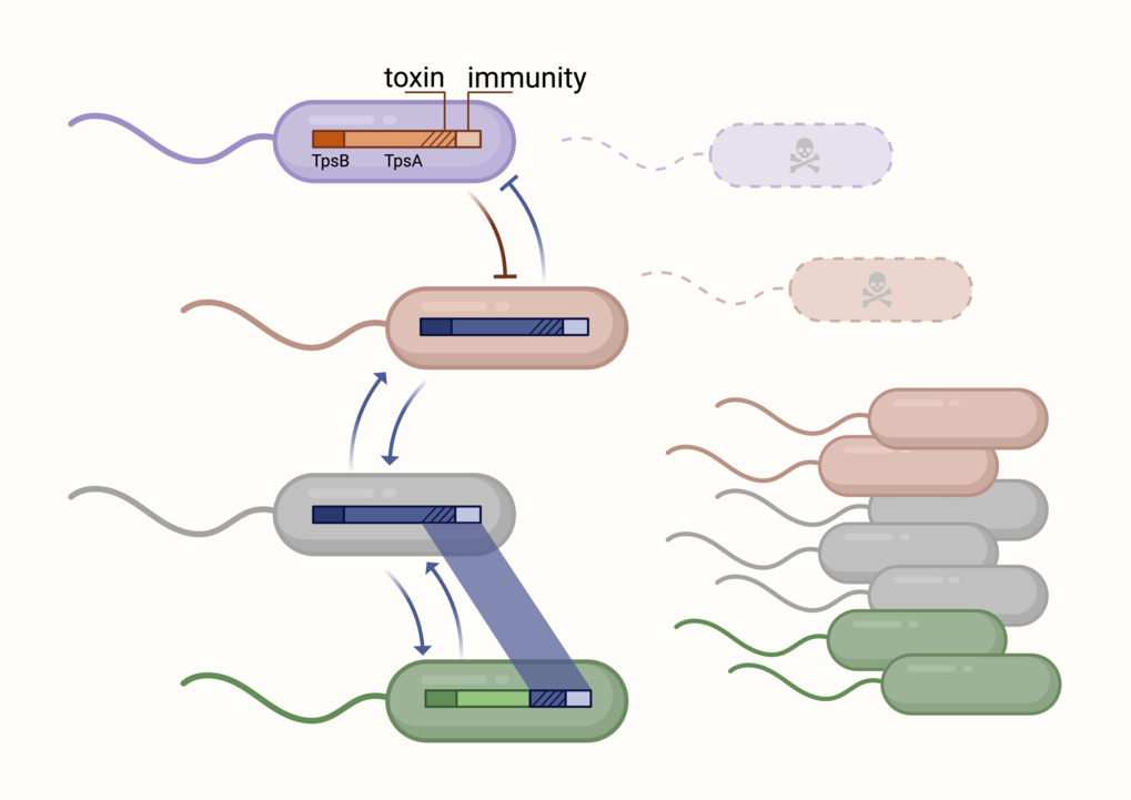 The function and evolution of two partner secretion systems in Ralstonia